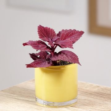 Coleus MS Second Street - Buntnessel