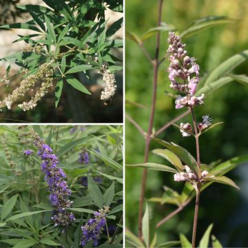 Keuschbaumen-Kollektion - Vitex agnus-castus
