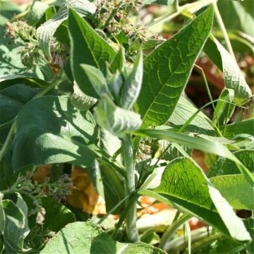 Gemeiner Beinwell - Ferme de Sainte Marthe - Symphytum officinale