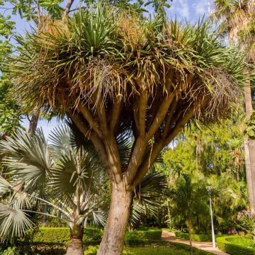 Cordyline australis - Keulenlilie