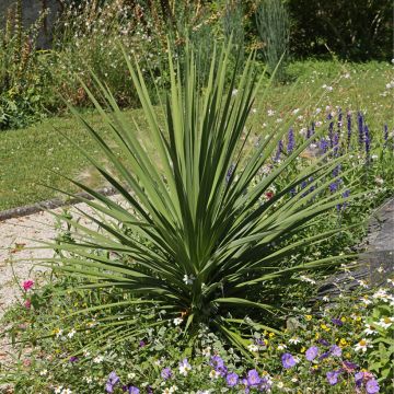 Cordyline indivisa - Keulenlilie