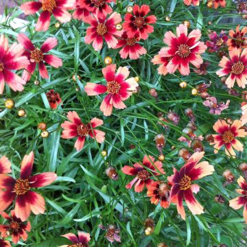 Mädchenauge Desert Coral - Coreopsis