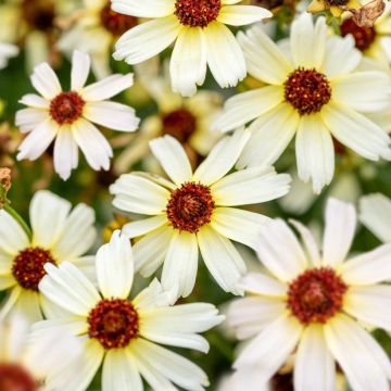 Mädchenauge Fool's Gold (Samen) - Coreopsis