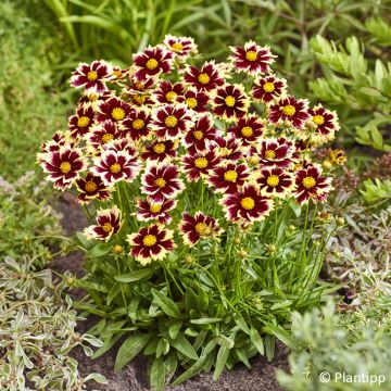 Großblumige Mädchenauge Solar Fancy - Coreopsis grandiflora