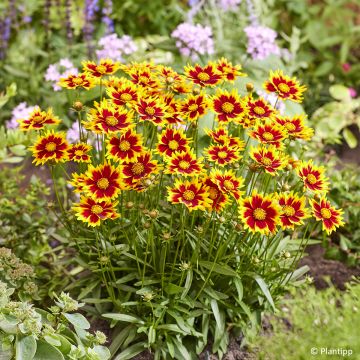 Großblumige Mädchenauge Solar Jewel - Coreopsis grandiflora