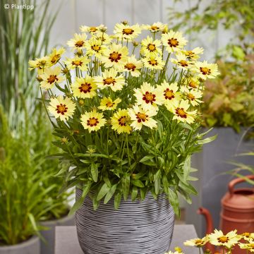 Großblumige Mädchenauge Solar Moon - Coreopsis grandiflora