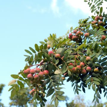 Sorbus domestica