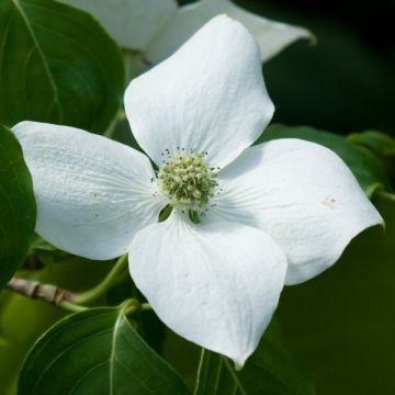 Japanischer Blumen-Hartriegel China Girl - Cornus kousa