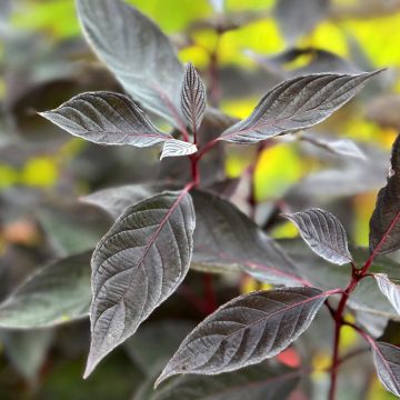 Cornus alba Nightfall - Tatarischer Hartriegel