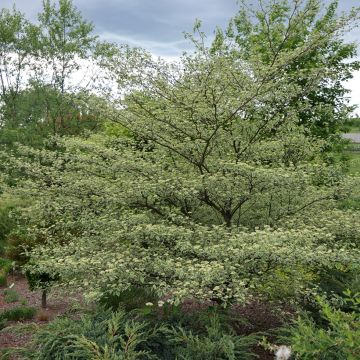 Cornus alternifolia Silver Giant - Wechselblättriger Hartriegel