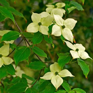 Japanischer Blumen-Hartriegel China Girl - Cornus kousa