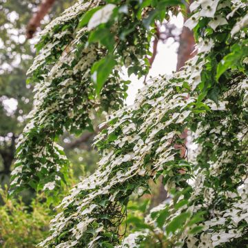 Japanischer Blumen-Hartriegel - Cornus kousa