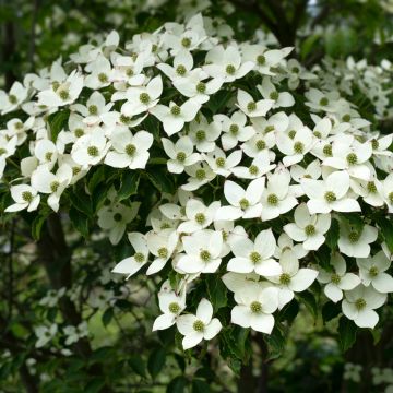 Japanischer Blumen-Hartriegel Schmetterling - Cornus kousa