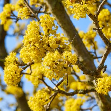 Kornelkirsche Kasanlak - Cornus mas