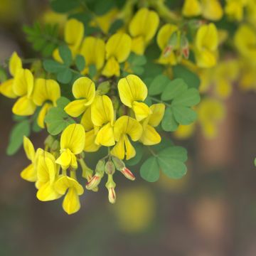 Hippocrepis emerus - Strauchkronwicke