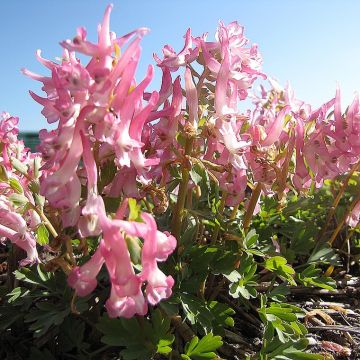 Corydalis solida Bird of Paradise - Gefingerter Lerchensporn