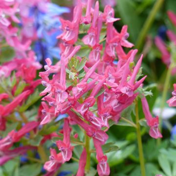 Corydalis solida GP Baker - Gefingerter Lerchensporn