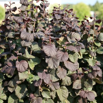 Haselnuss Anny's Red Dwarf - Corylus avellana