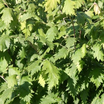 Haselnuss Laciniata - Corylus avellana