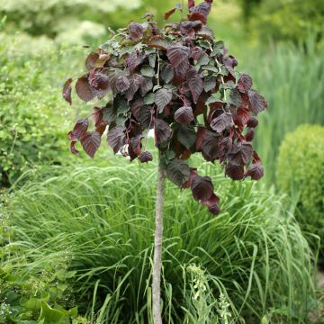 Haselnuss Purple Umbrella - Corylus avellana Haselnuss Purple Umbrella - Corylus avellana