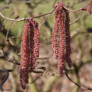 Noisetier tortueux pourpre - Corylus avellana Red Majestic Noisetier tortueux pourpre - Corylus avellana Red Majestic