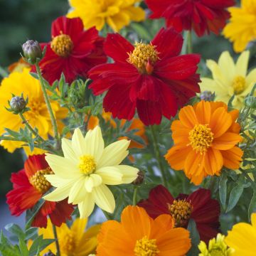 Graines de Cosmos Brightness Mixed - Cosmos sulphureus