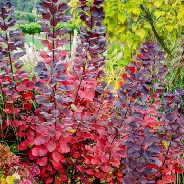 Perückenstrauch Grace - Cotinus