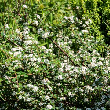 Cotoneaster dammeri Major - Teppich-Zwergmispel
