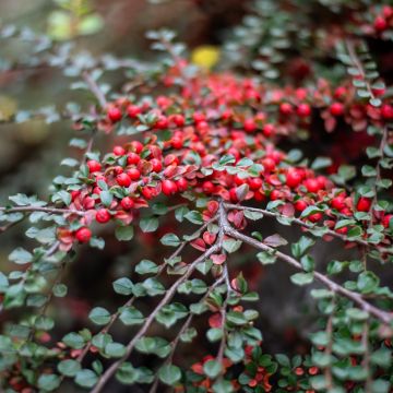 Cotoneaster horizontalis - Zwergmispel
