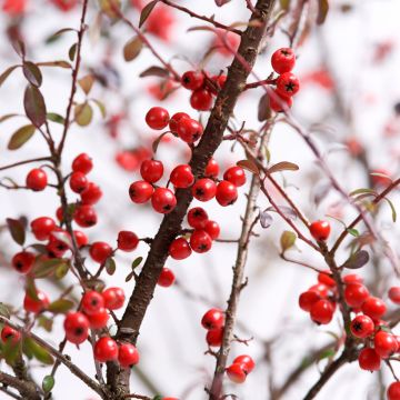 Cotoneaster suecicus Coral Beauty - Zwergmispel