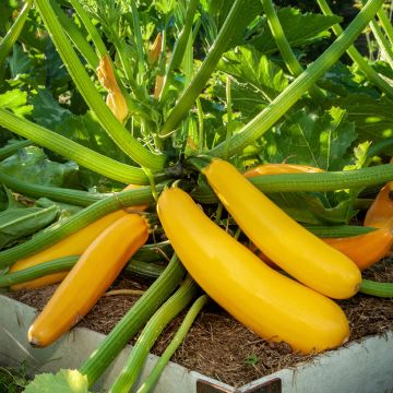 Veredelte Garten-Kürbis Goldena Bio