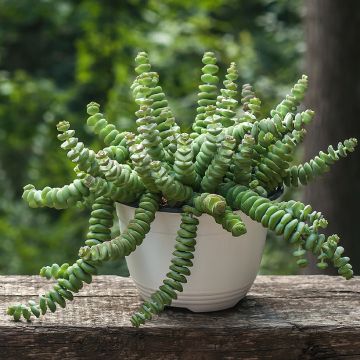 Crassula perforata - Dickblatt