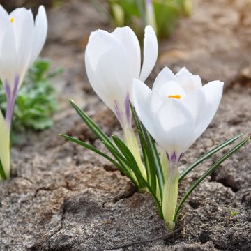 Krokus Silver Coral - Crocus vernus