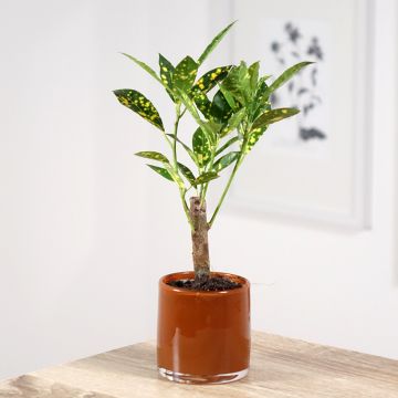 Kroton Aucubaefolia -  Wunderstrauch