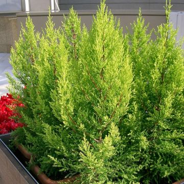 Cupressus macrocarpa Goldcrest - Monterey-Zypresse