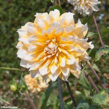 Dahlia décoratif Feria