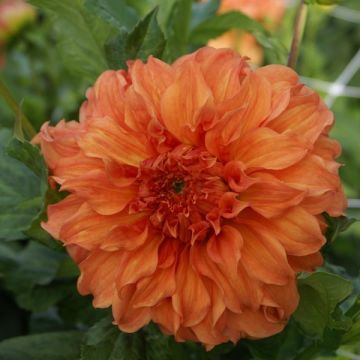 Riesenblütige Dahlie Moonlight Sonata