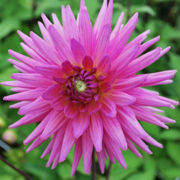 Dahlia Cactus Sugar Diamond