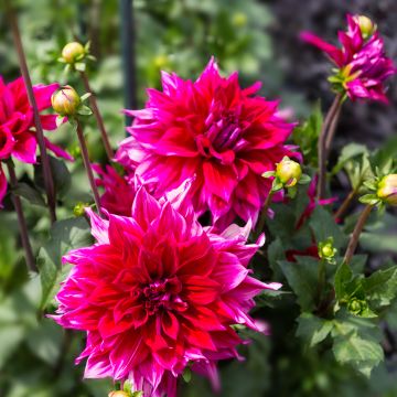 Dahlia décoratif Babylon Paars