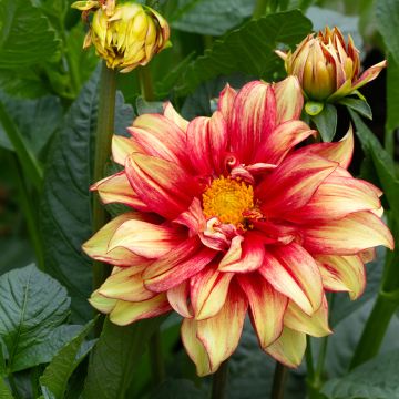 Dekorative DahlieDazzling Sun