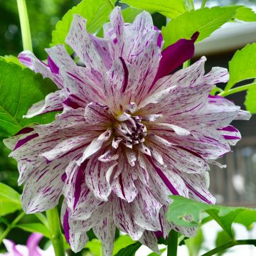 Dekorative Dahlie Taiheiyo