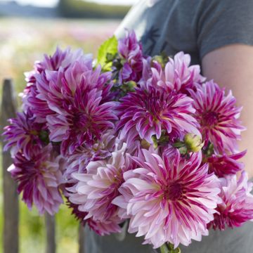 Dekorative Dahlie Violet Dance