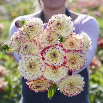 Dekorative Dahlie Aphrodite