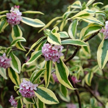 Daphne odora Maejima - Daphné parfumé panaché.