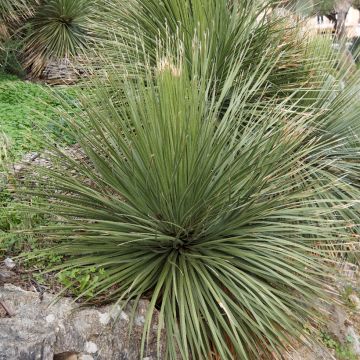 Dasylirion glaucophyllum - Rauhschopf