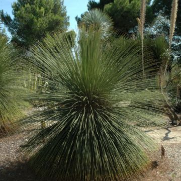 Dasylirion longissimum - Rauhschopf