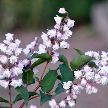 Deutzia scabra Plena - Scharfe Deutzie