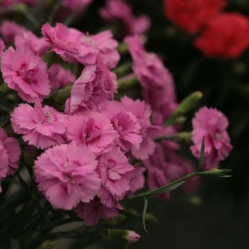 Feder-Nelke Scent First Tickled Pink - Dianthus plumarius Feder-Nelke Scent First Tickled Pink - Dianthus plumarius