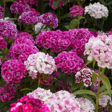 Dianthus barbatus Double Mix (Samen) - Bartnelke