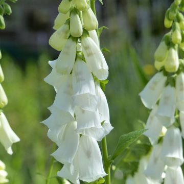 Fingerhut Alba (Samen) - Digitalis purpurea f. albiflora